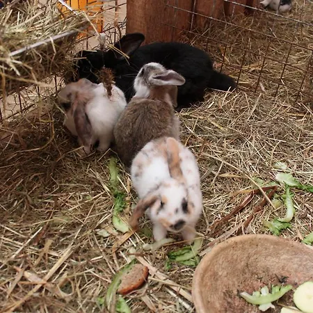 Гостевой дом Landgasthof Sauer