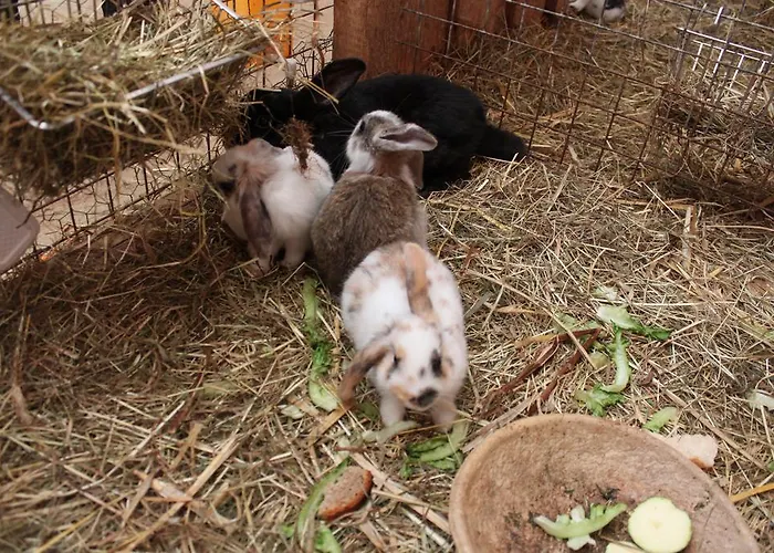 Vendégház Landgasthof Sauer